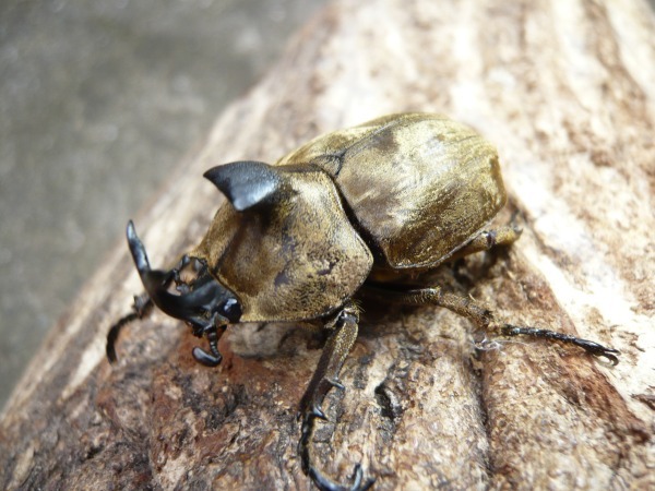 美麗種　キャメロンハイランド産　サビイロカブト　幼虫　10頭で1頭サービス（画像１）