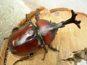 国産カブトムシ　幼虫10頭セット（画像１）