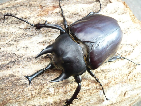 即ブリード可能 特価品 アクタエオンゾウカブト/アクティオン