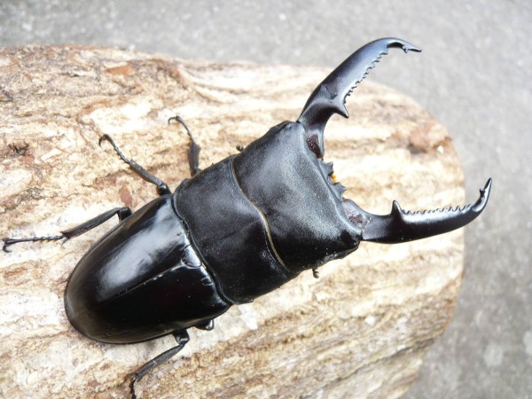 �ѥ��󥪥��ҥ饿����103�ߥ�ڥ�����ñ�ʲ�ǽ2,500�߰����Ǥ��ʲ�������