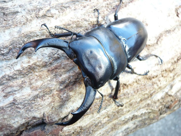 合望山産 大型 シェンクリングオオクワガタ ♂79ミリペア