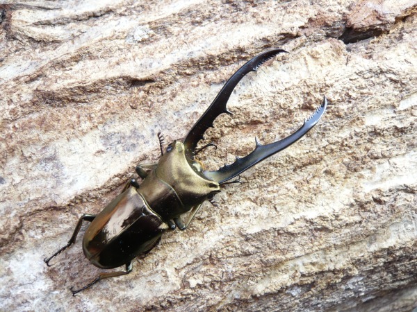 �᥿��ե���ۥ������ʥڥ�᥿�ˡ���58�ߥ�ñ�ʡʲ�������