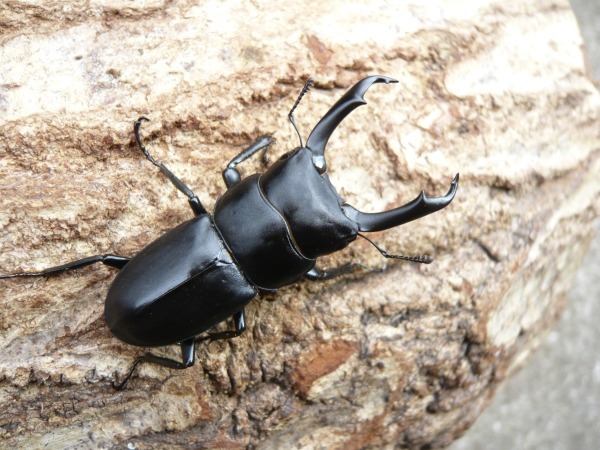 下阿古谷産 特大 コクワガタ ♂50ミリUPペア