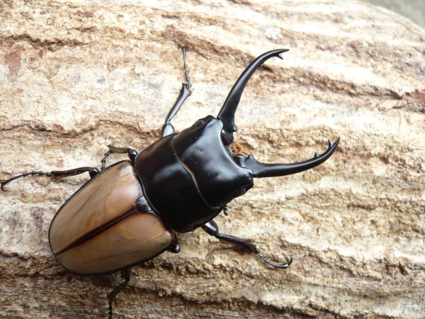 ��ե���ȥΥ����ꡡ��65�ߥ�UP�ڥ��ʲ�������