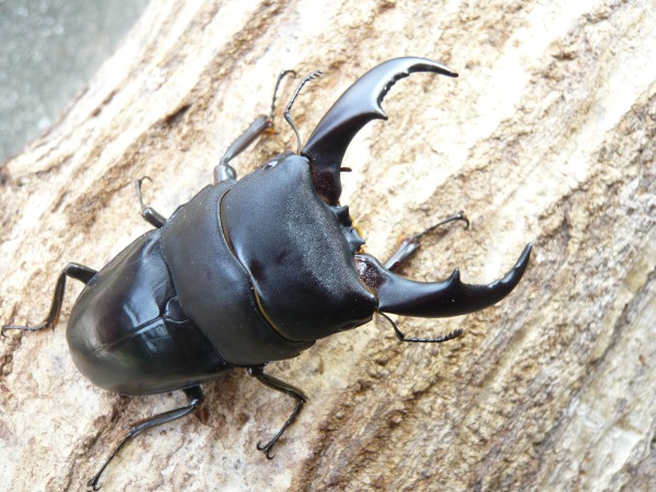 Ϳ绺ޥҥ饿70ߥUPڥʲ