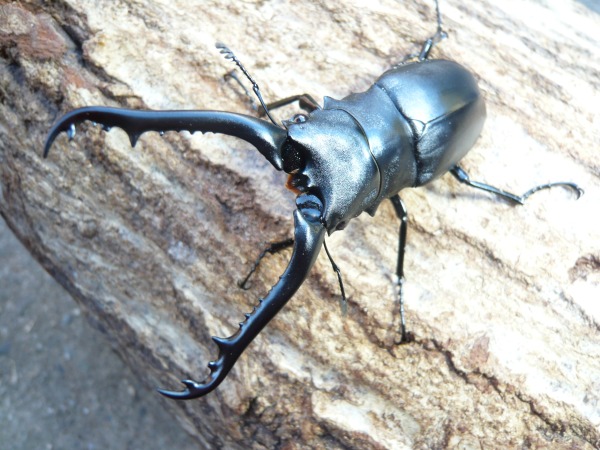 �ե����쥹��������ե��Υ����ꡡ��90�ߥ�UP�ڥ��ʲ�������