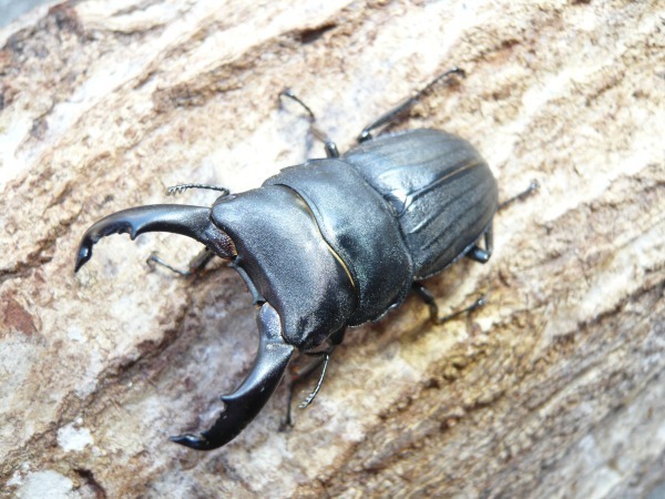 奄美大島産　スジブトヒラタ　幼虫（画像１）
