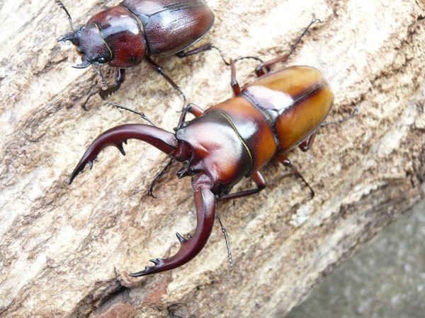 美麗種　トカラノコギリ　幼虫20頭セット（画像１）