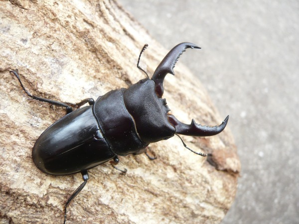 インド ヒラタクワガタ 標本 標本 ヒラタクワガタ インド産