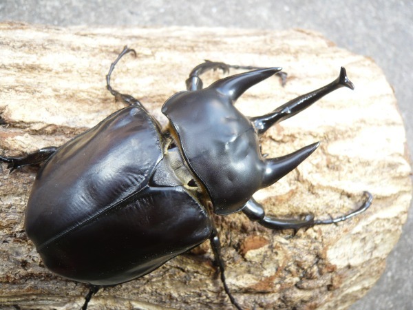 �����������󥾥����֥�/�����ƥ����󥾥����֥ȡʥ�å����������֥ȡˡ���110�ߥ�UP�ڥ��ʲ�������