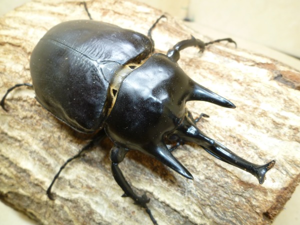 󥾥֥/ƥ󥾥֥ȡʥå֥ȡˡ105ߥUPñʡʲ