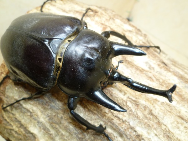 	󥾥֥/ƥ󥾥֥ȡʥå֥ȡˡ110ߥUPñʡʲ