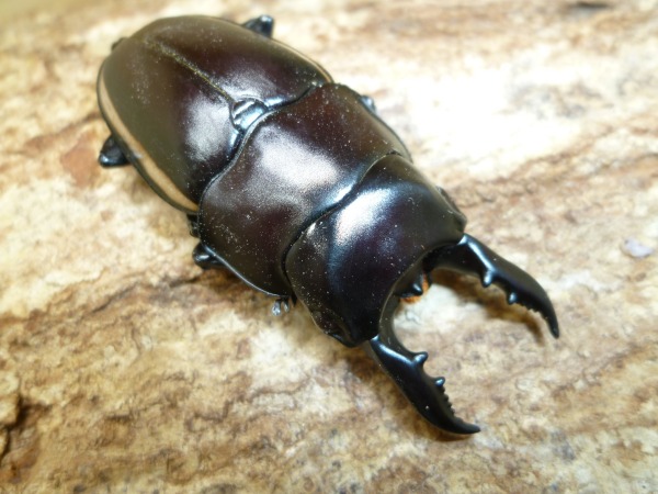 ウォレスノコギリ ♂55ミリペア(画像1)