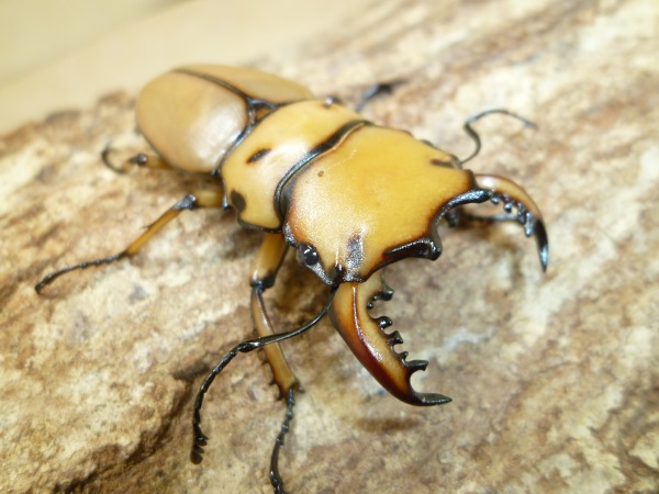 󥬥塞ʥ󥬥꡼ˡ45ߥUPڥʲ