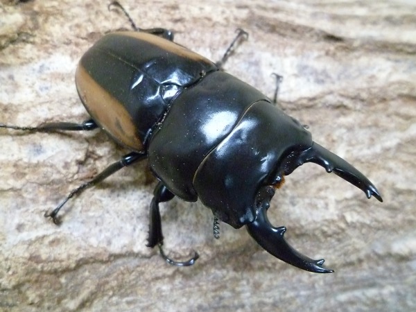 ѺѤߡϥȥΥꡡ60ߥUPڥϿʲ