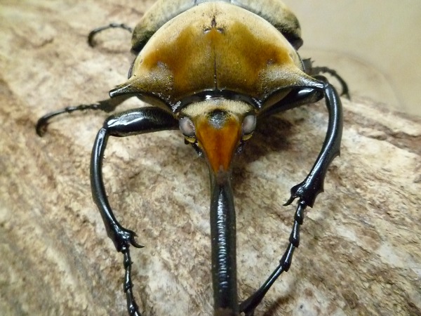 ホワイトアイ！！ エレファスゾウカブト ♂94ミリ単品