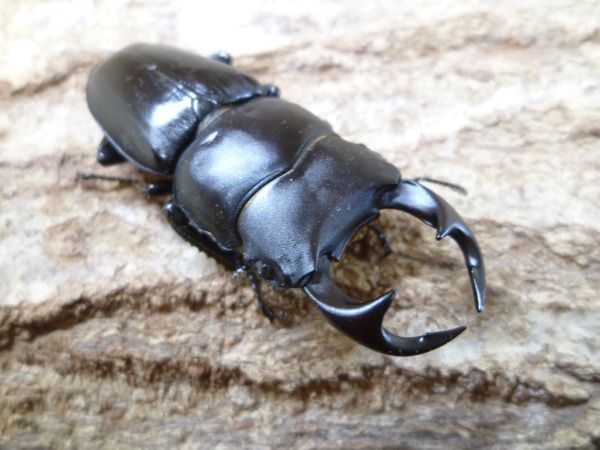 貴重 WF0 京都府福知山市産 国産オオクワガタ ♂52ミリ単品