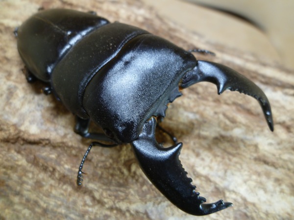 �������������ޥȥ�ҥ饿����75�ߥ�UP�ڥ��ʲ�������