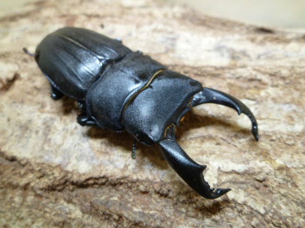 �����֥ȥҥ饿����55�ߥ�UPñ�ʡʲ�������