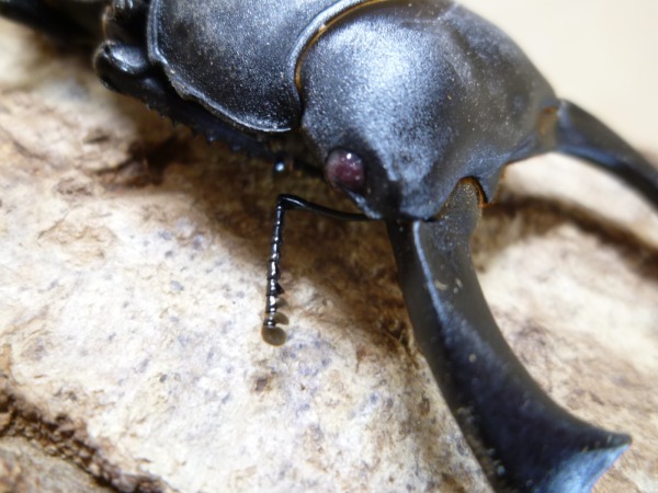 ��åɥ���������RR����˾�����������󥯥�󥰥������塞������75�ߥ�UPñ�ʡʲ�������