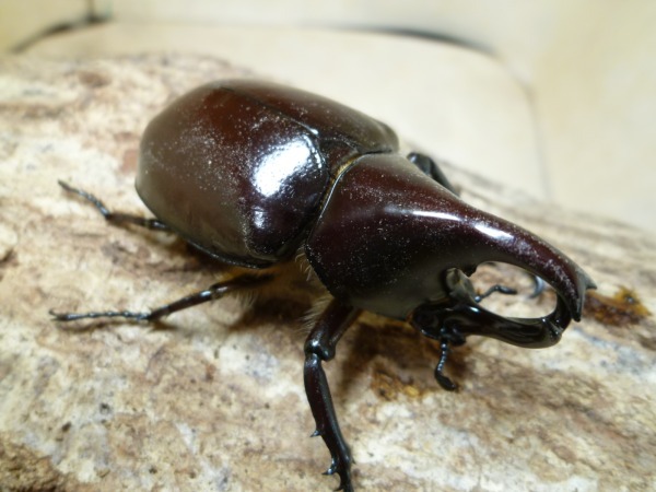 �񤢤���Ρ����ե�����󥷥��˥��ҥᥫ�֥ȡ�����ڥ��ʲ�������