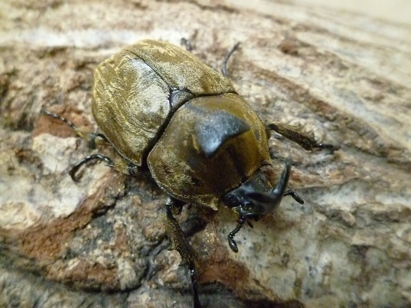 �߸˽�ʬ�������饦�����������ӥ������֥ȡ���35�ߥ�ڥ�+��3Ƭ��1��4��ˡʲ�������