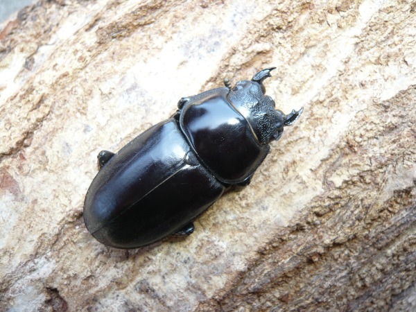 ����ȥ���������ɥ��󥿥���������ñ�ʡʲ�������