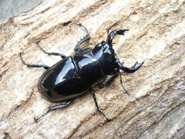 񤢤Ρɥĥ䥯塞65ߥUPڥʲ