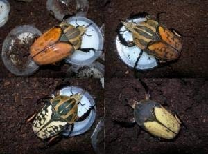 ٥塼륪ĥΥʥ֥ñʡʲ