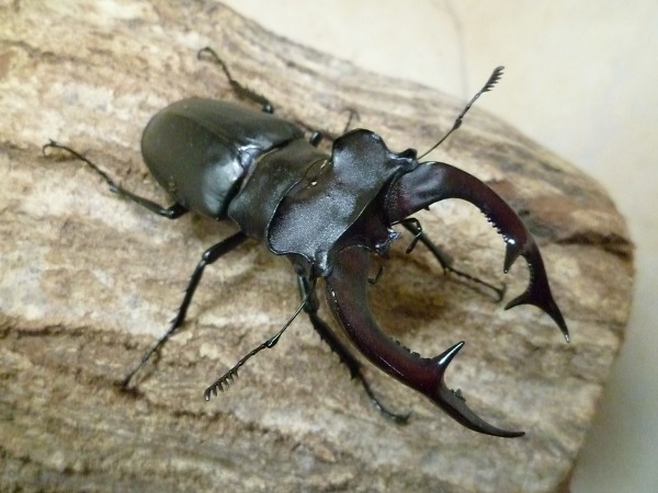 �����٥����̥��ߥ�ޡ���81�ߥ�ڥ��ʲ�������