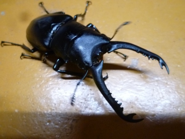 ����ﻺ������ե��Υ����ꡡ��70�ߥ��桡ñ�ʡʲ�������