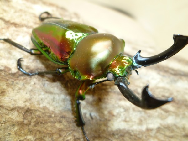 WW���ۥ磻�ȥ������˥��������塞������55�ߥ�UP�ڥ��ʲ�������