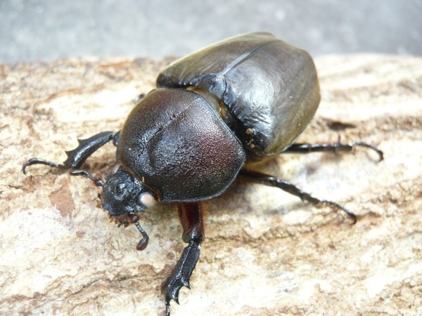 WW���ۥ磻�ȥ������񻺥��֥ȥॷ����ñ�ʡʲ�������