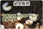 幼虫販売